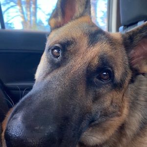 Meet your Posher, Baylee